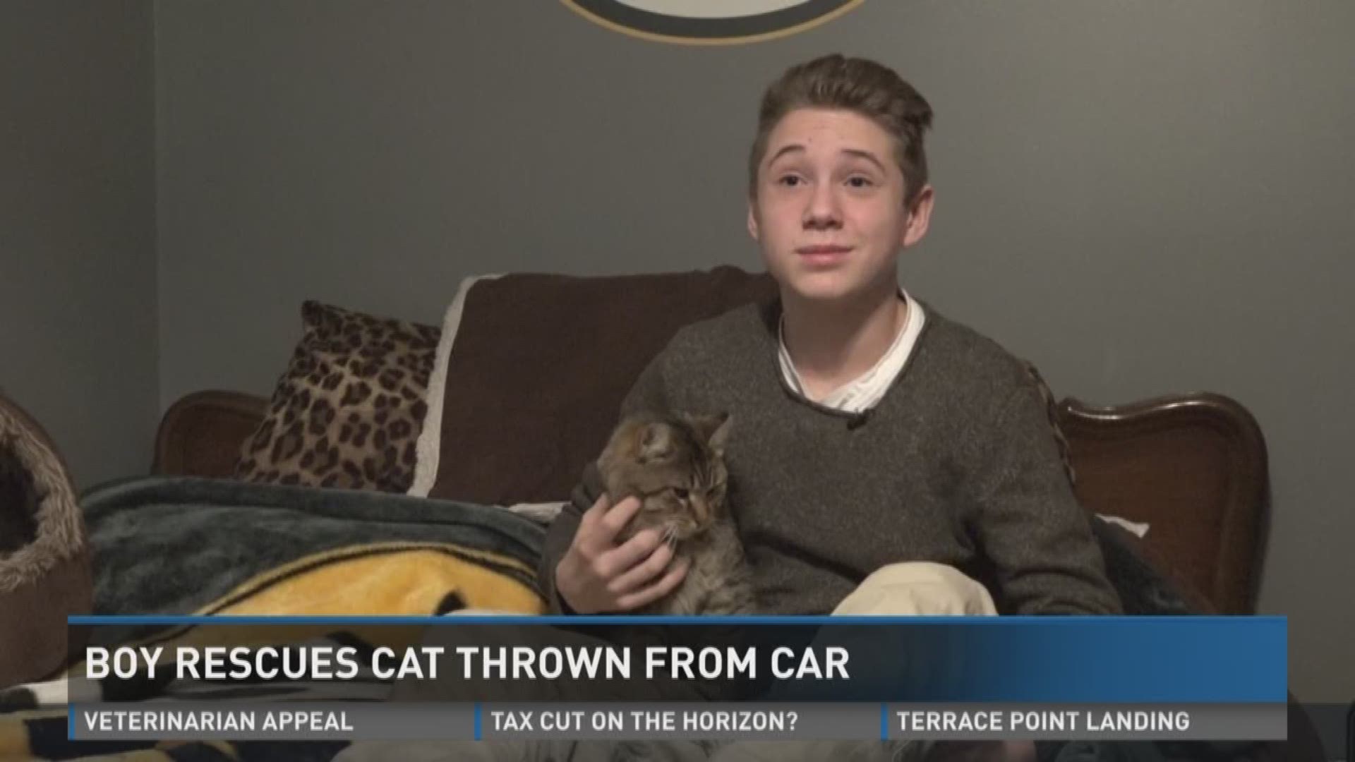 Boy rescues cat thrown from car