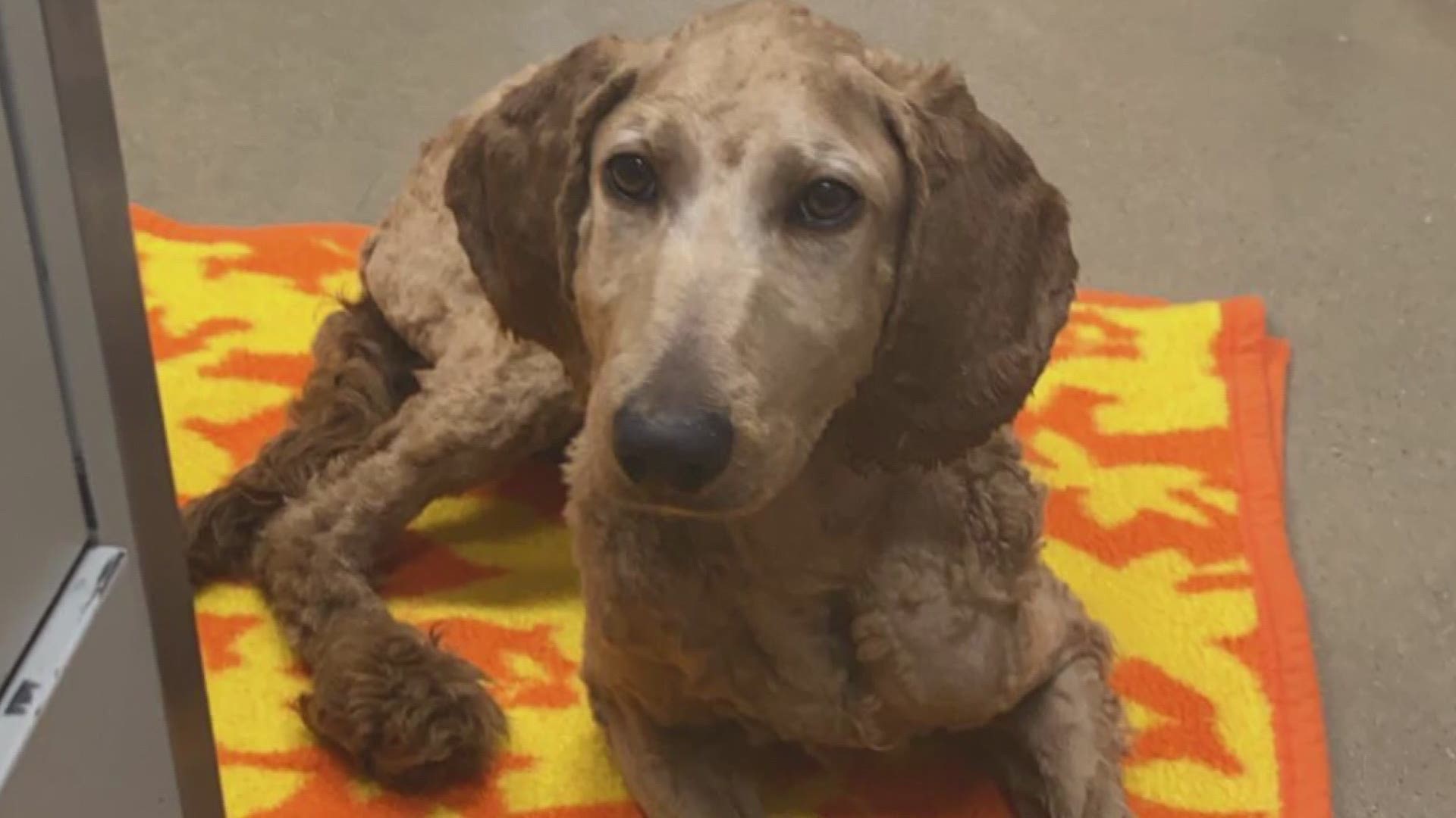 Michigan Doodle Rescue Connect rescued a dog from abuse in Fremont 6 months ago.