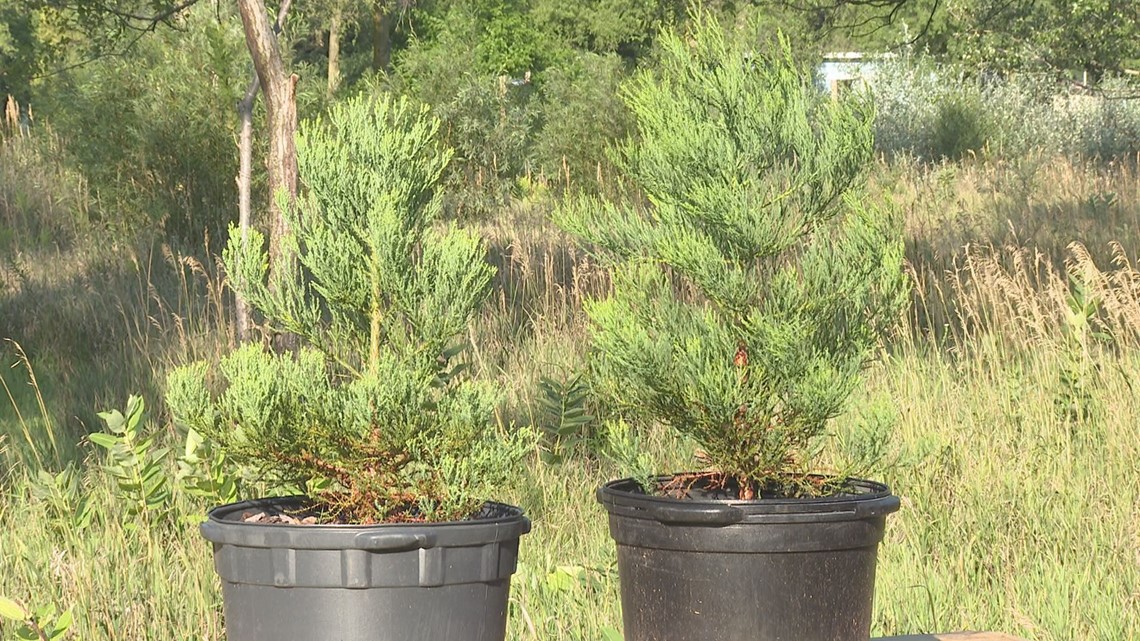 Shiba Sequoia Forest collective working to plant sequoias - Vimarsana News