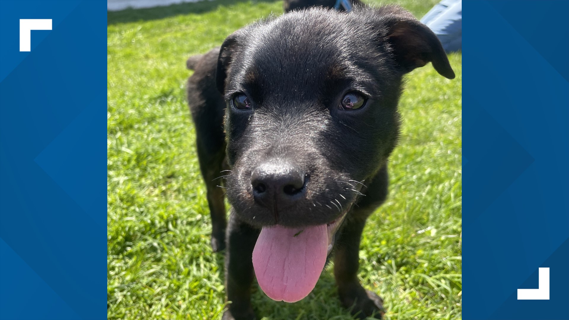 Puppies Abandoned At Noah Project In Muskegon | Wzzm13.com