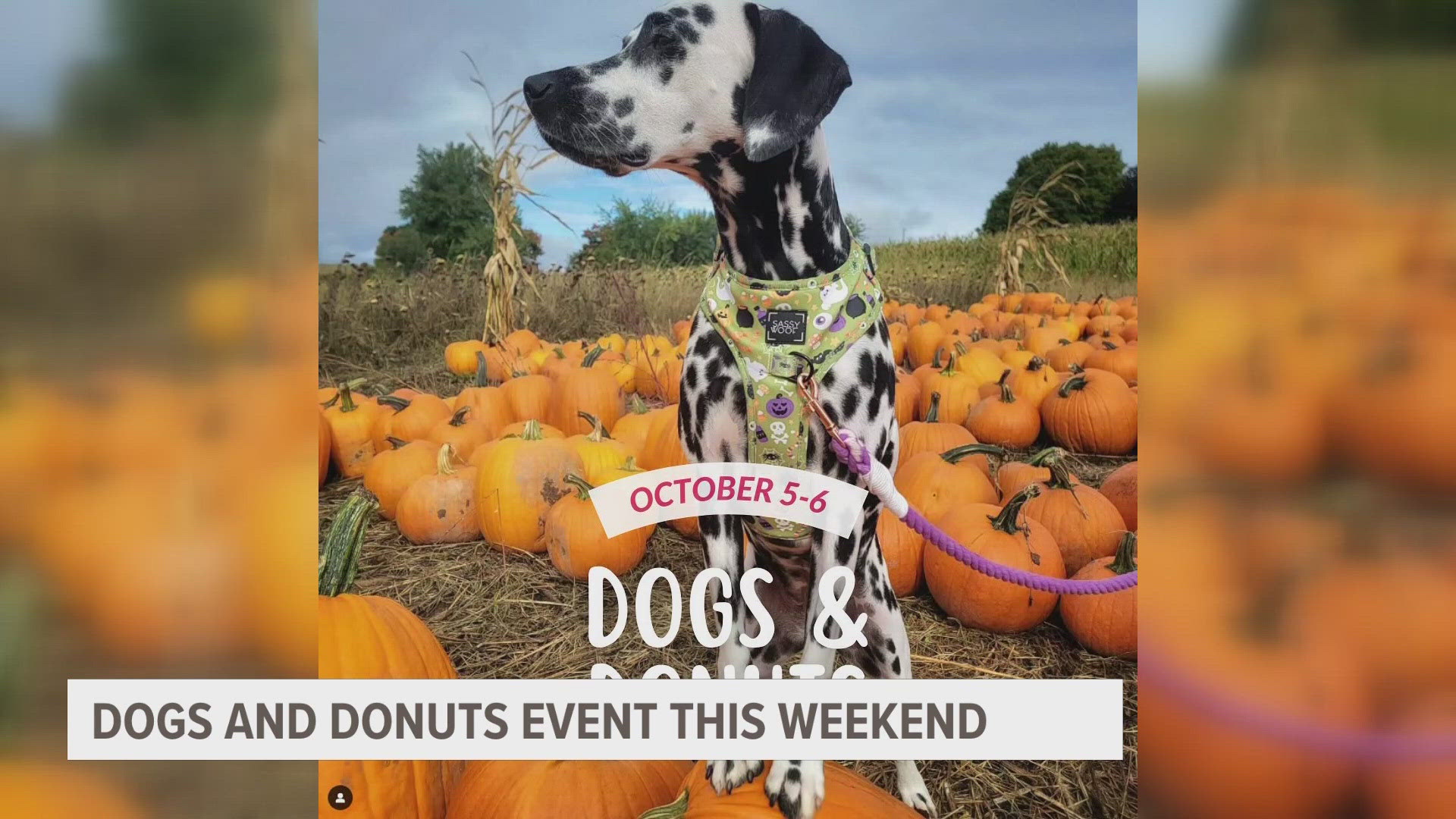 The event will feature adoptable dogs, microchip checks, giveaways, doggie donuts, pup cups, a photo booth and more.