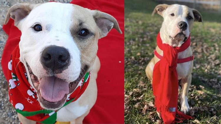 Meet Boston, a loveable pup from Harbor Humane looking for a forever home