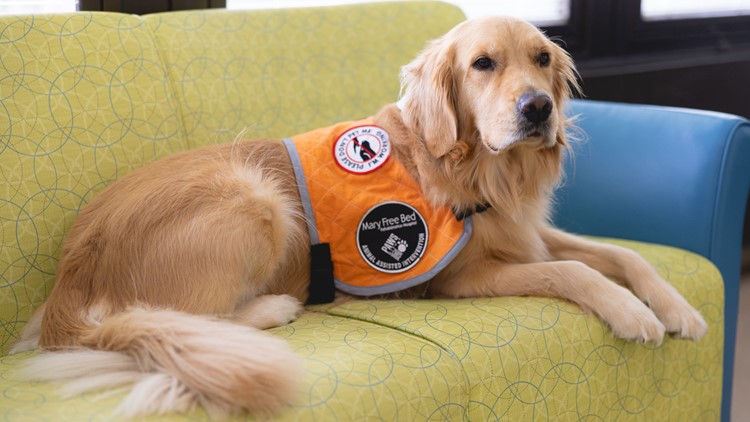 Meet Faith, the new therapy dog at Mary Free Bed