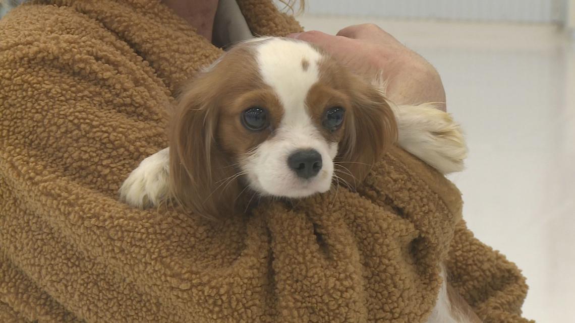 Nearly 120 dogs rescued from puppy mills arrive at Ford Airport