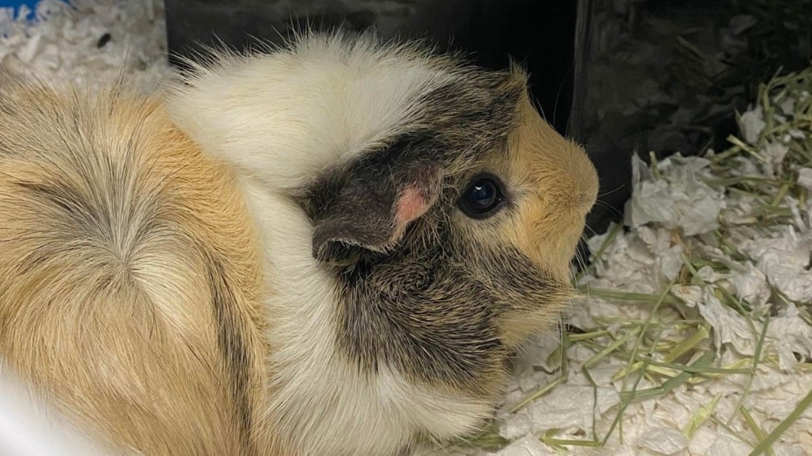 Pet Store Fail: Mom Buys Pregnant Guinea Pig