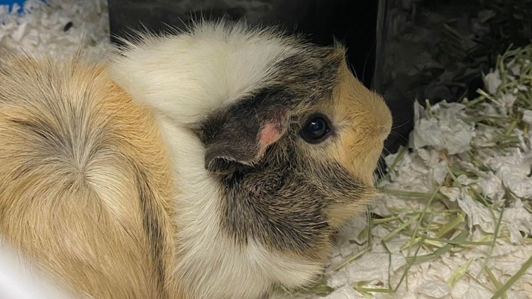 20 guinea pigs up for adoption after being found wandering in Grand Haven