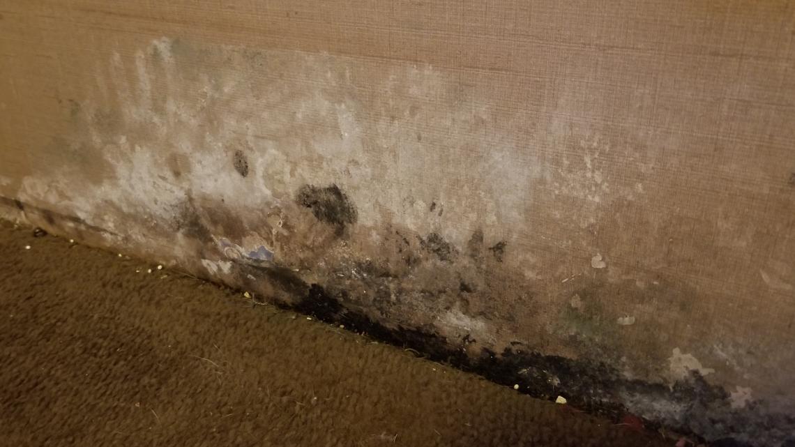 Toxic Black Mold – Everything You Need to Know - Premier Restoration