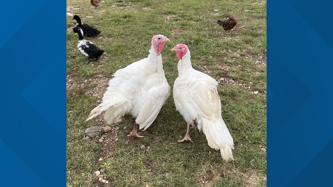 The name of turkey to be pardoned in Michigan