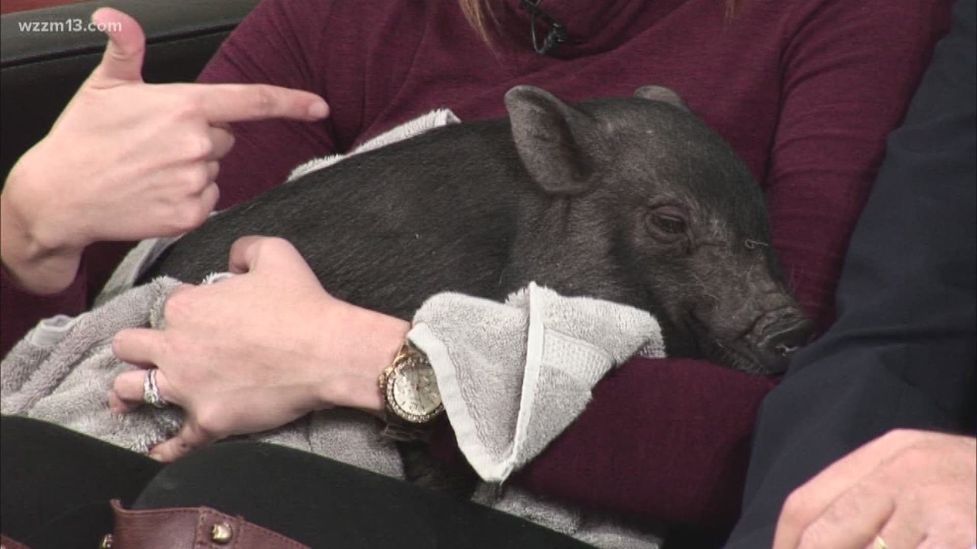 The ladies from the morning show take on their fears! | wzzm13.com