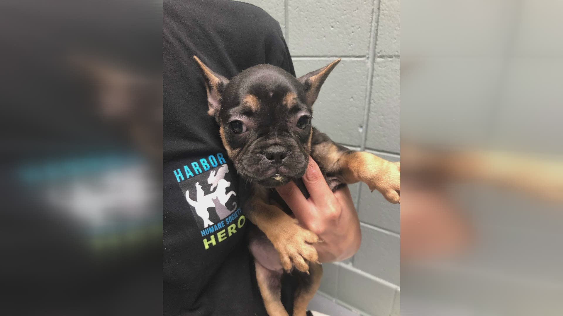 The Sheriff’s Office said the dogs are valued at about $6,000 each.