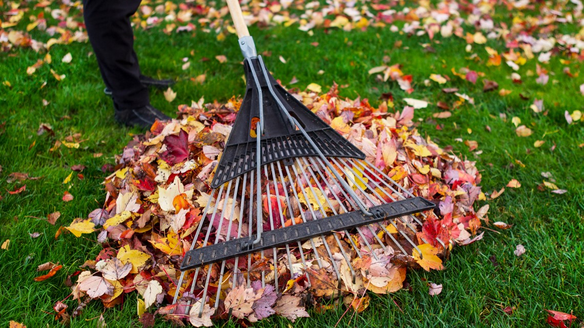 Fall Leaf Cleanup Tips and What To Do With Raked Leaves