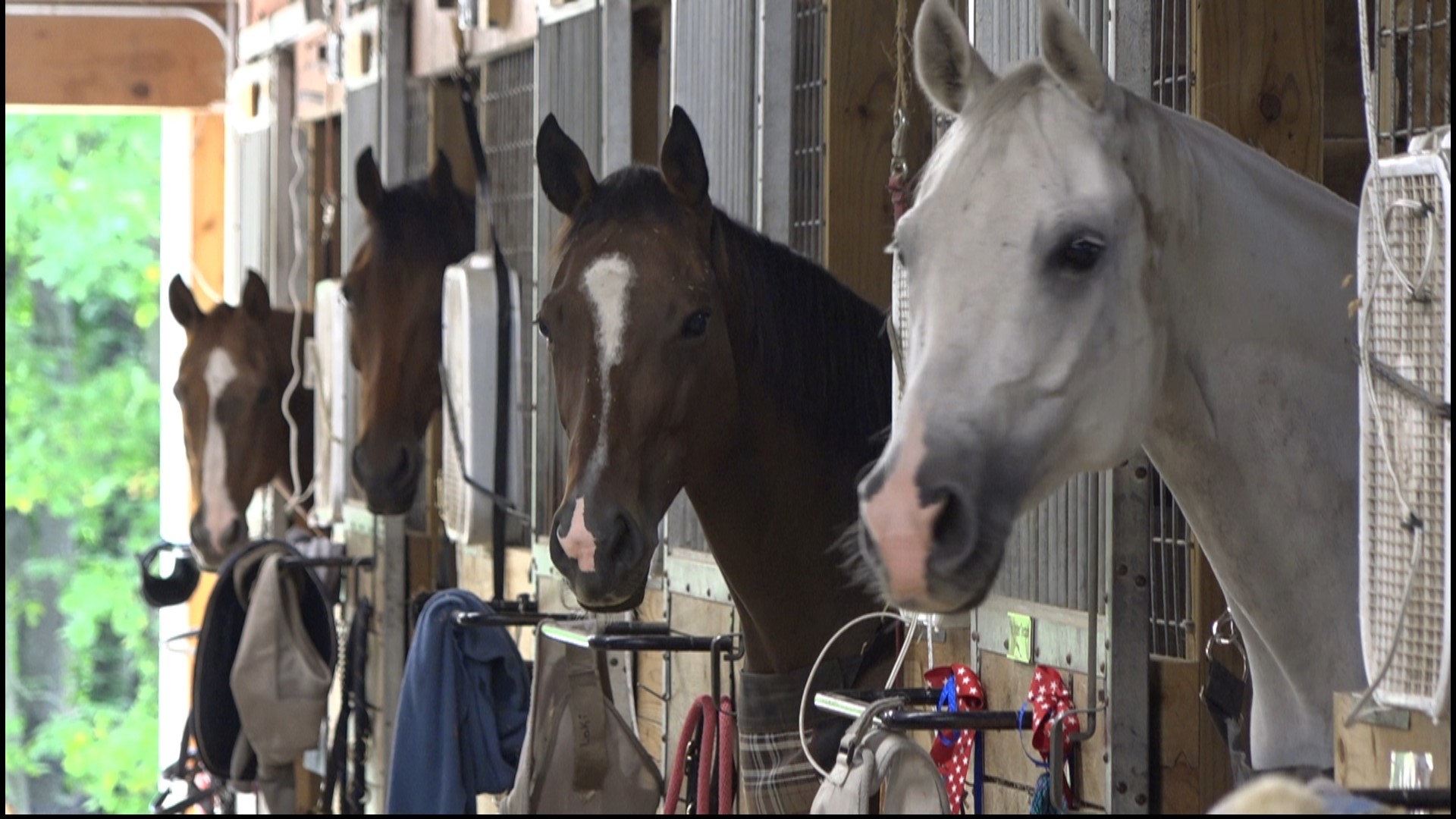 The Barn for Equine Learning uses horses to aid in therapy practices, often reaching breakthroughs traditional therapy cannot.