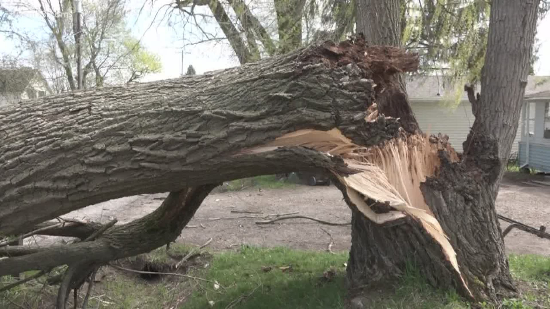 Tree falls from high winds