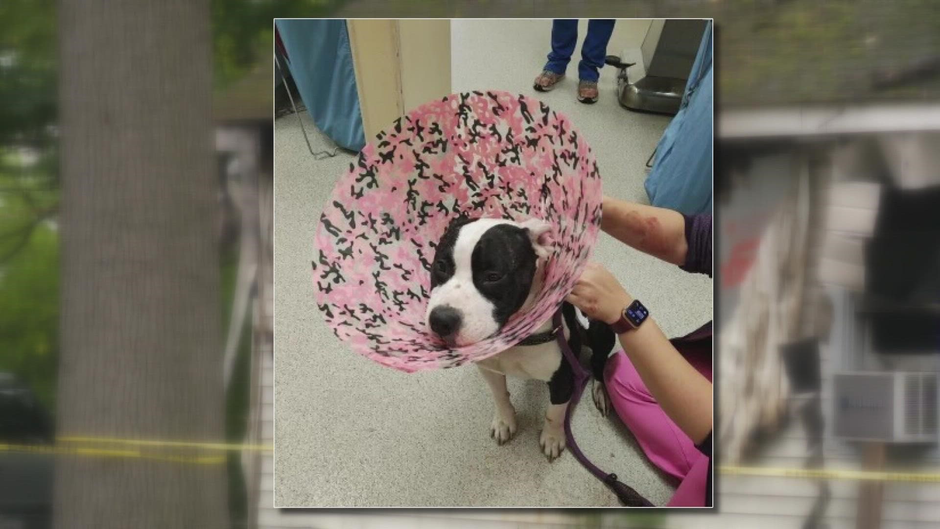 While the home is a total loss, Cookie, the dog that was shot, will heal from her injures.