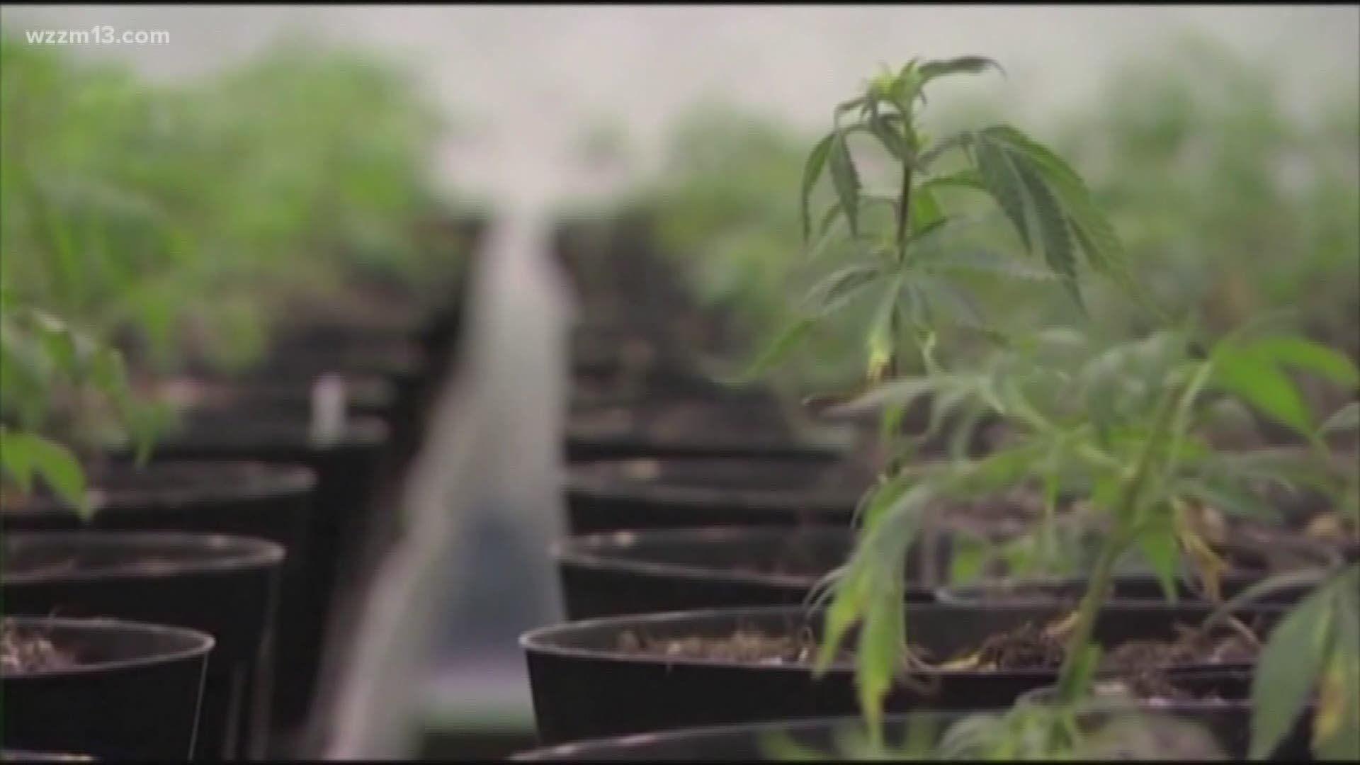 Licensing deadline nears for medical marijuana businesses