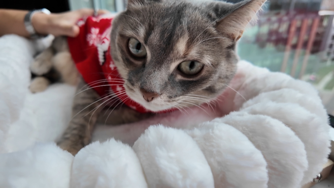 bfbd96f1-f144-4244-af89-