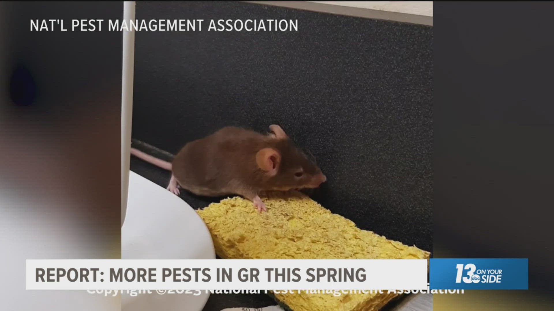 With more pests like ticks, mosquitoes and rodents expected in Grand Rapids, here's what you can do to prepare.