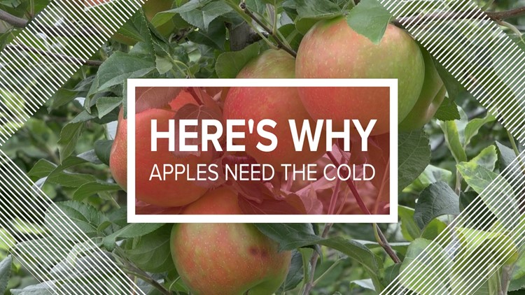 Here's Why: Fruit Trees Need The Cold!
