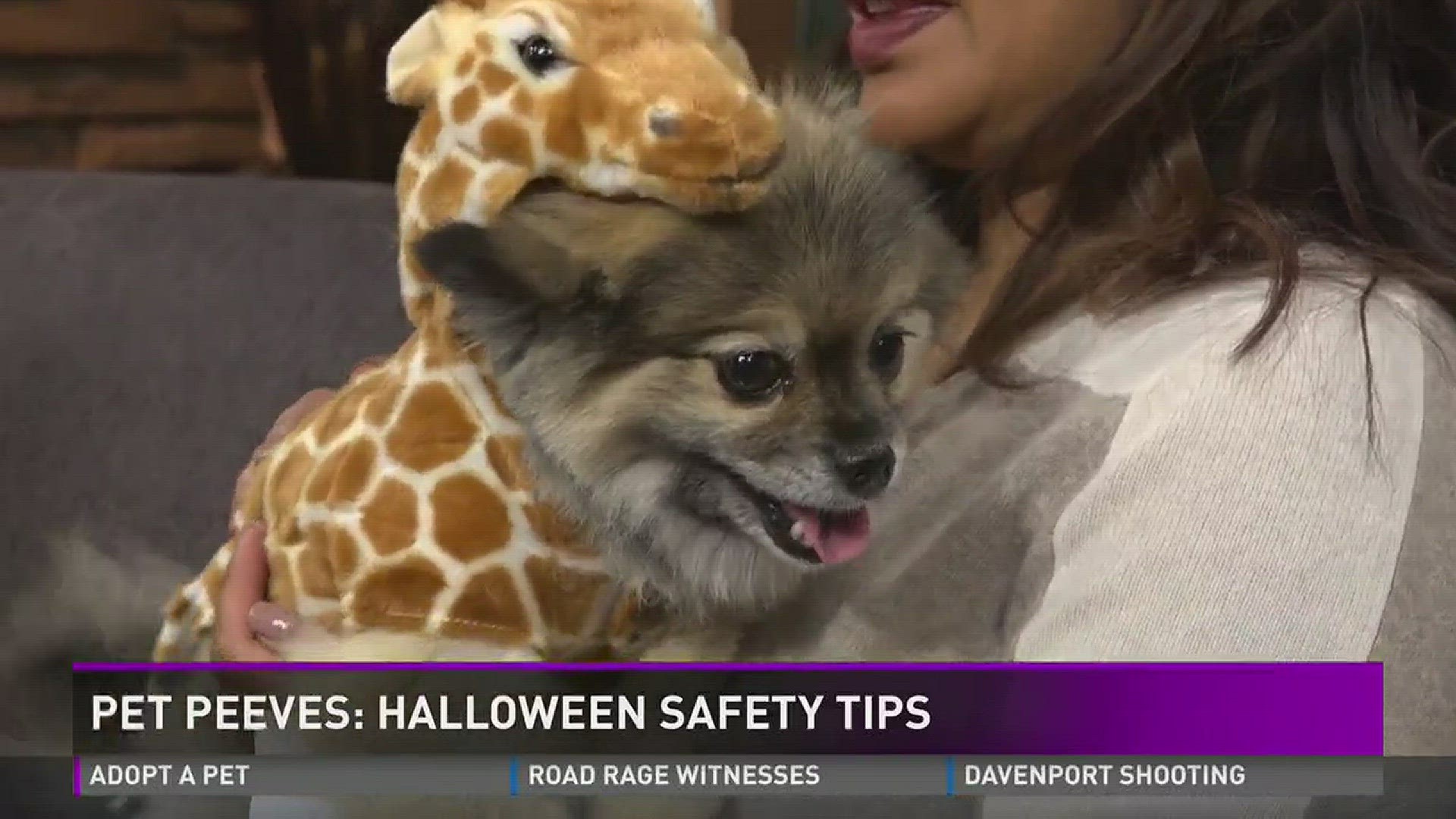 During the week of Halloween, the Pet Poison Helpline reports a 12 percent increase in calls, making it the call center's busiest time of year.