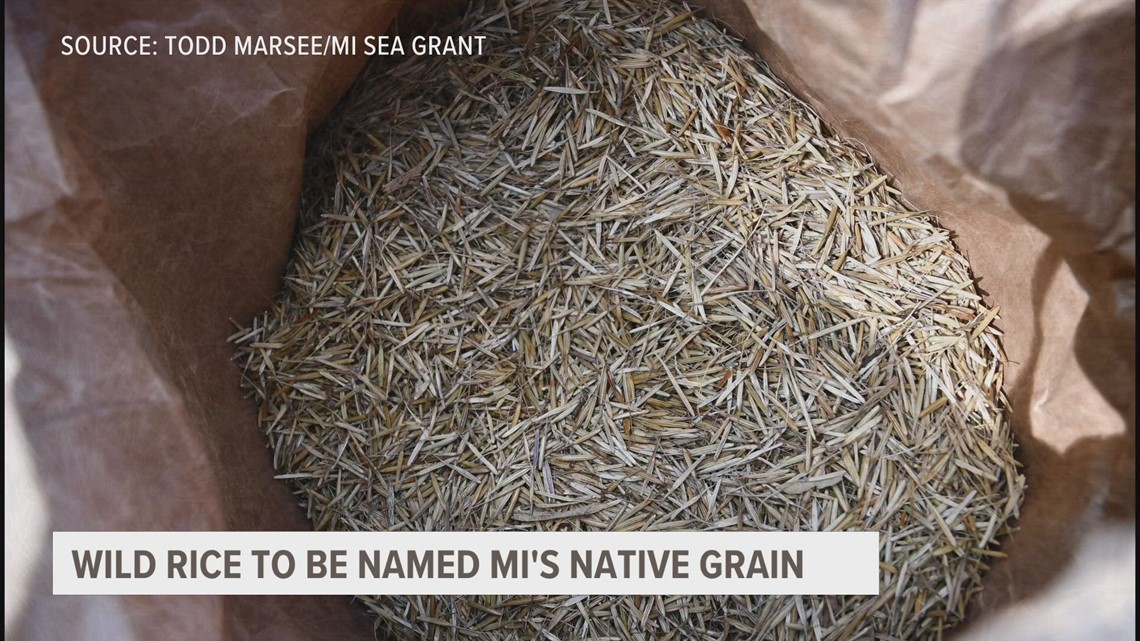 Wild rice expected to become Michigan's 'state native grain' | wzzm13.com