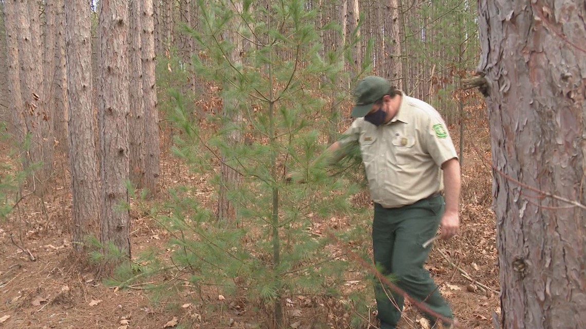 Where to find a U-cut Christmas Tree in the National Forest for $5