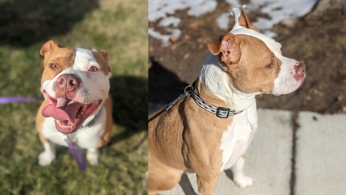 Could Nick's fur-ever home be with you? - Vimarsana News