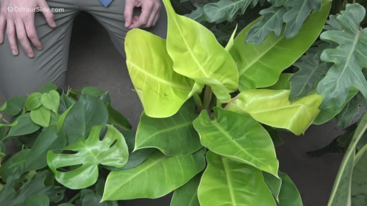 Green Thumb: The Beautiful Philodendron