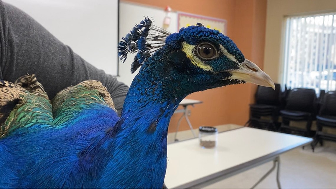 Peacock feathers look amazing under microscope in viral clip