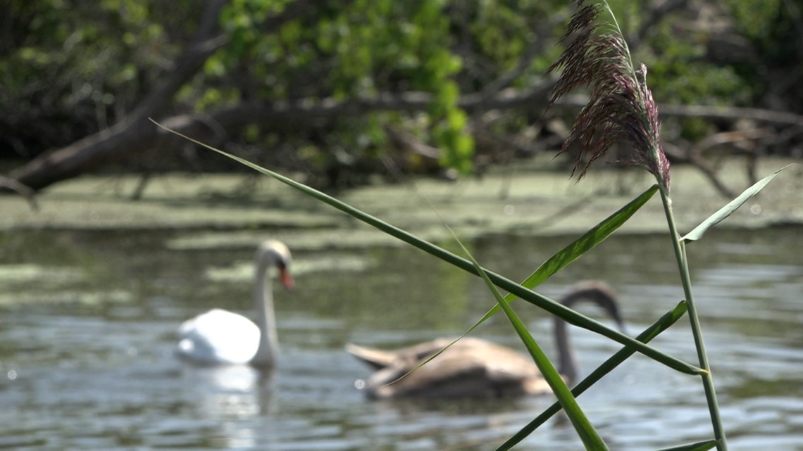  Don t Feed The Ducks Spring Lake Village Makes It Illegal To Feed