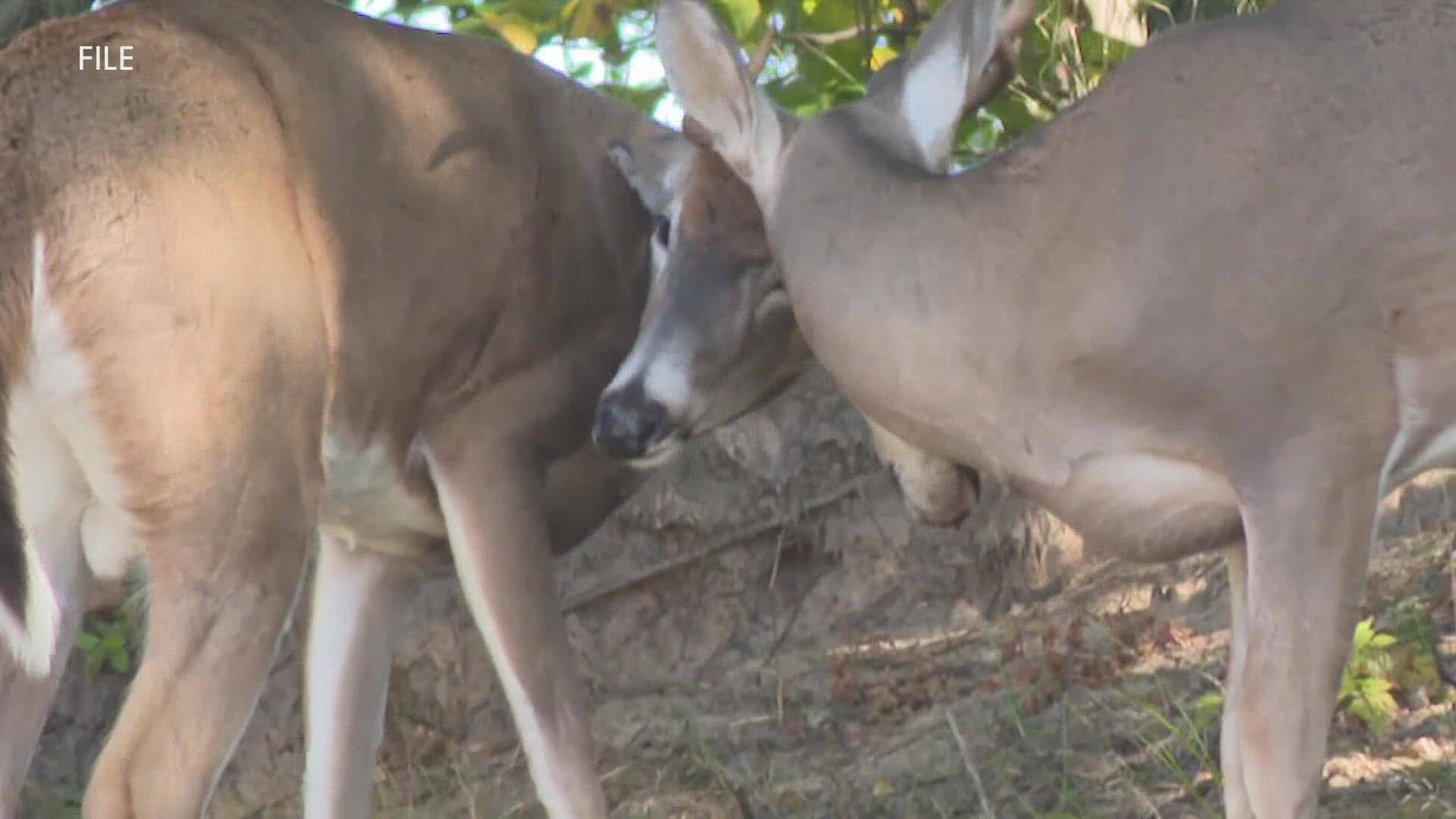 Muskegon City Commissioners are considering a second deer cull, possibly later this year or in 2022.