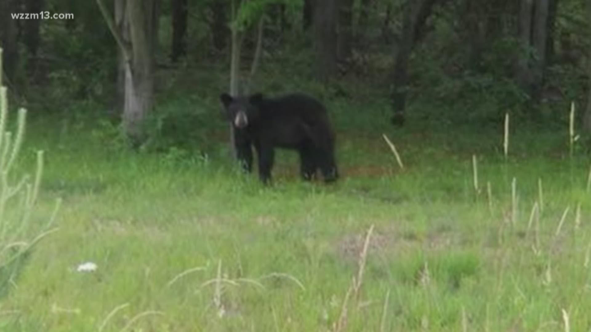 Bear spotted in Muskegon County