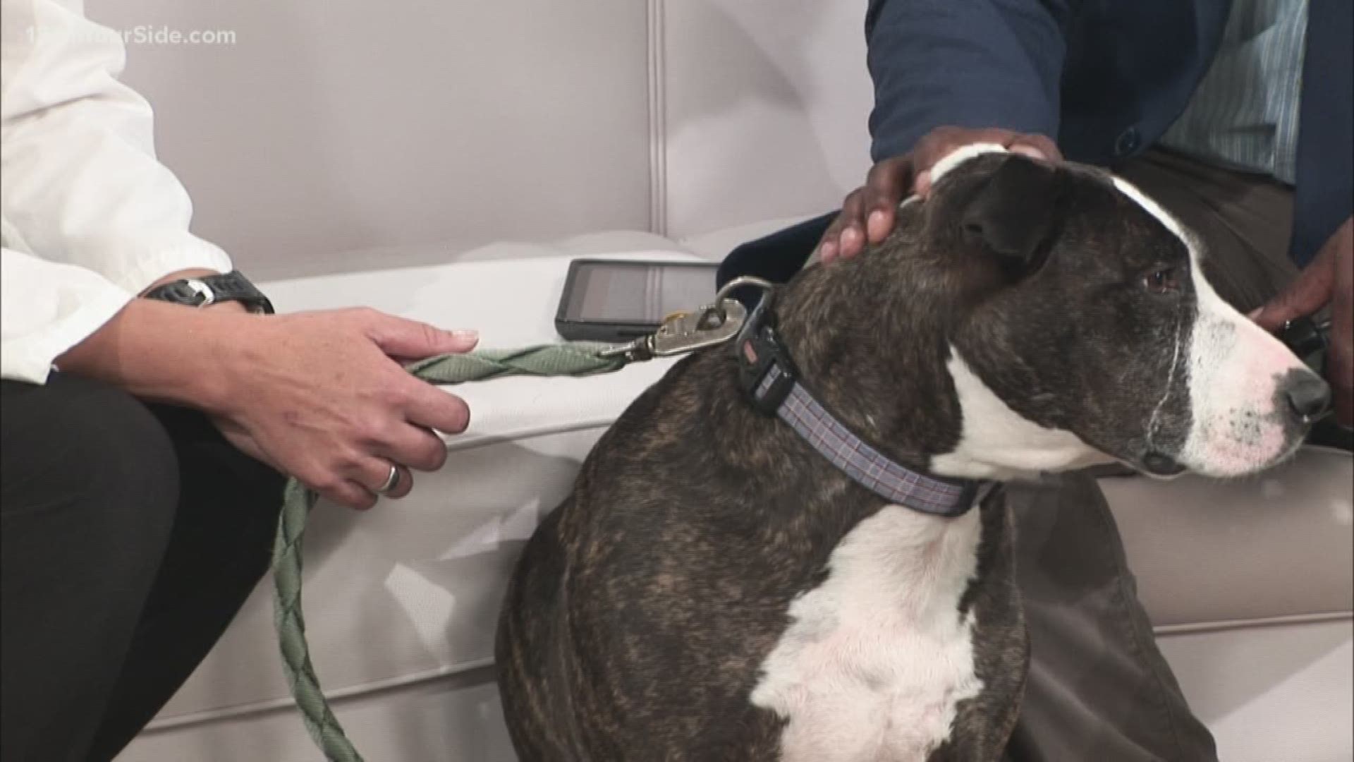 Dr. Amanda Conklin joins 13 ON YOUR SIDE to talk about a common surgery for dogs: ACL surgeries.