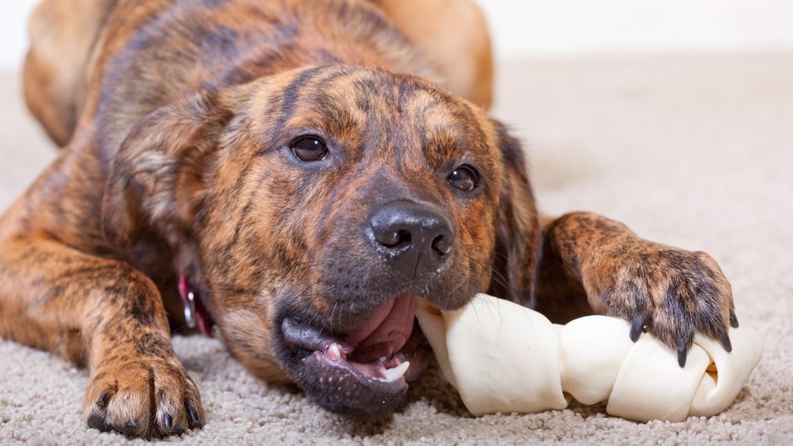 The dangers a rawhide poses to your pet