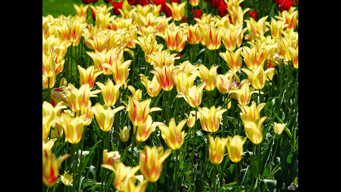 Watch the tulips in Holland bloom on live cam