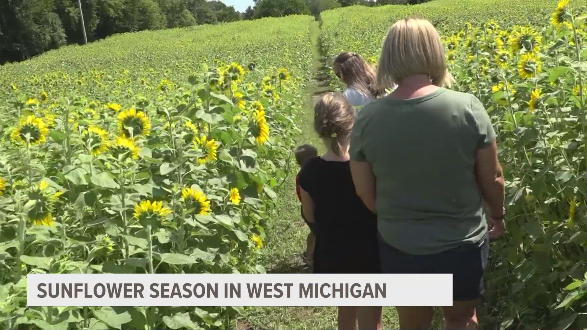 With less than a month left for sunflowers to bloom, farms are preparing for families to enjoy what's left of the picture-perfect sunflower season.