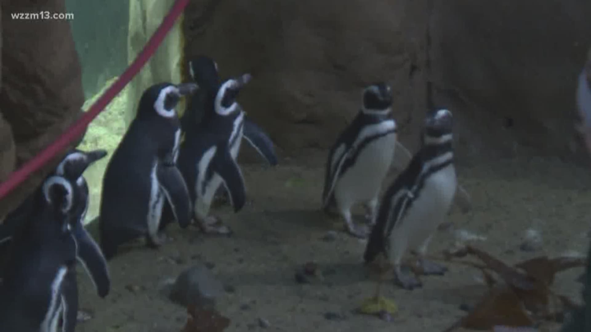 The Zoo will have World Penguin Day on Thursday, April 25, and Party for the Planet on Saturday, April 27.