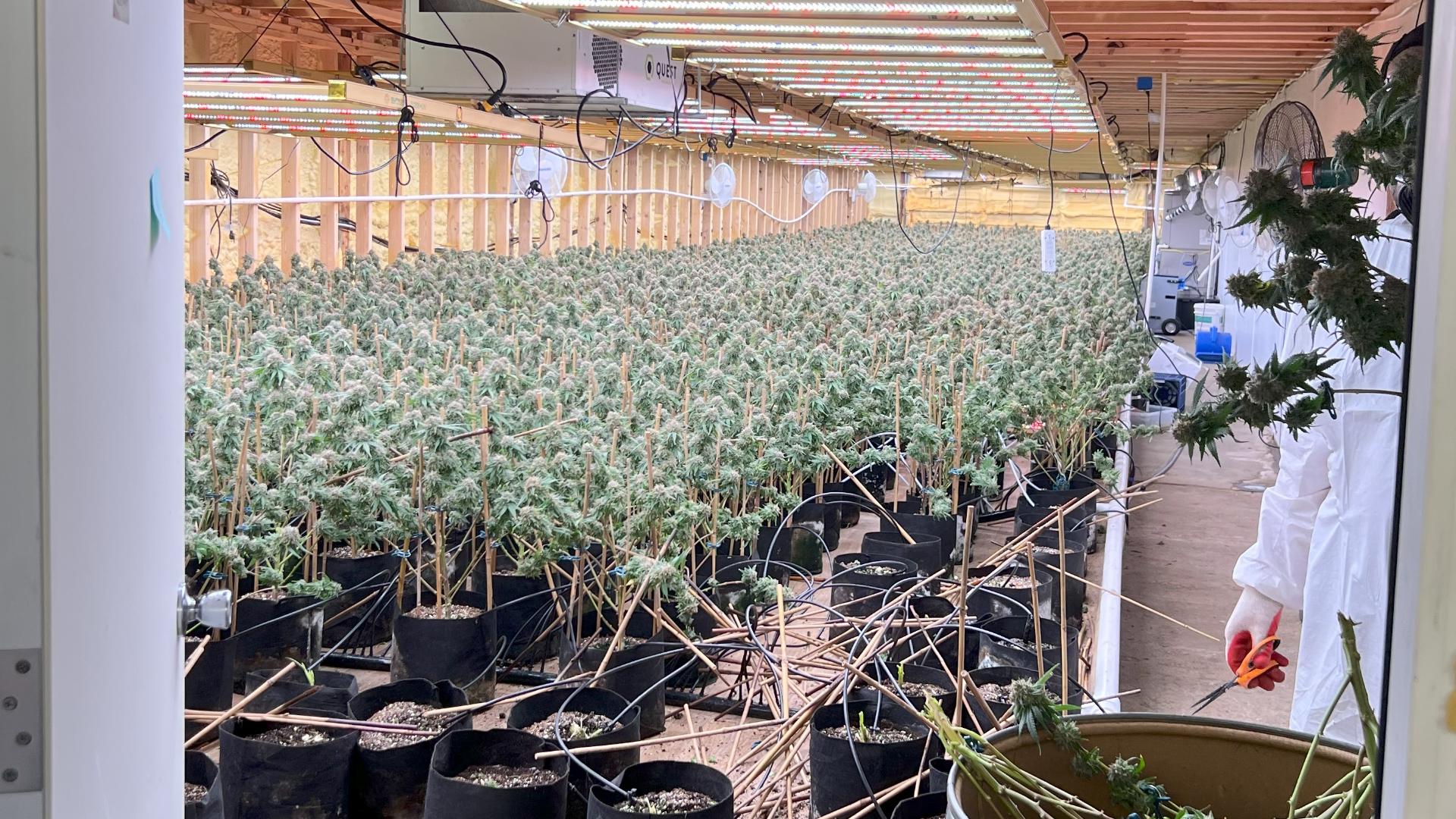 Michigan State Police seize $10M in unlicensed cannabis | wzzm13.com