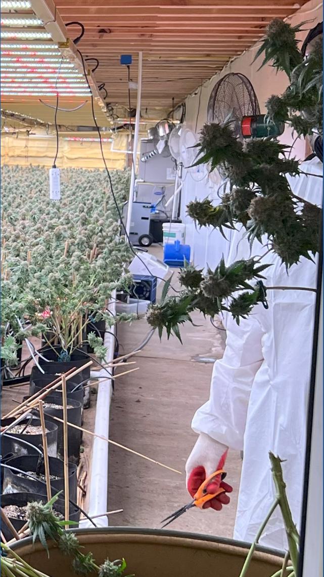 Michigan State Police seize $10M in unlicensed cannabis | wzzm13.com