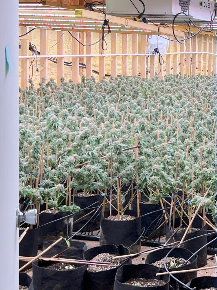 Michigan State Police seize $10M in unlicensed cannabis | wzzm13.com