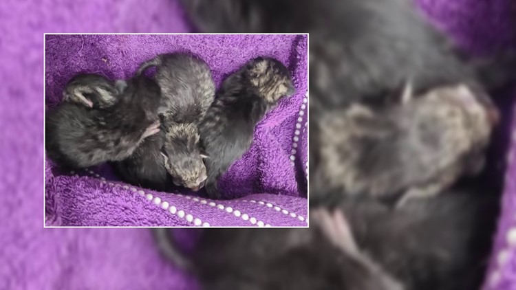 Michigan woman admits to dumping newborn kittens at car wash