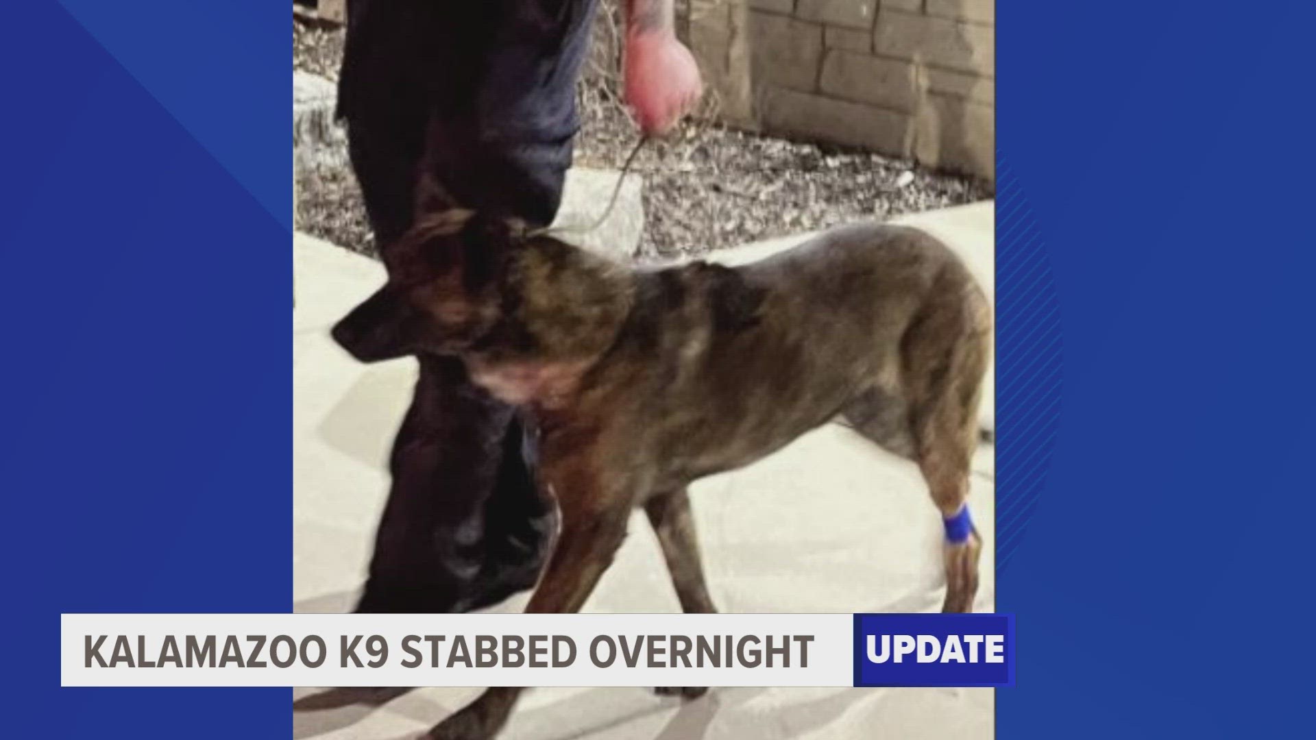 A K9 is recovering after being stabbed several times by a suspect resisting officers in Kalamazoo, the Department of Public Safety says.