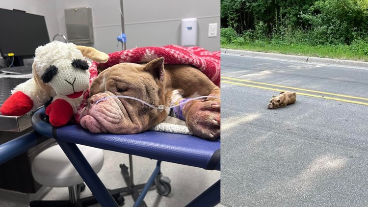 Dog abandoned, starved in East Grand Rapids rescued by neighbors