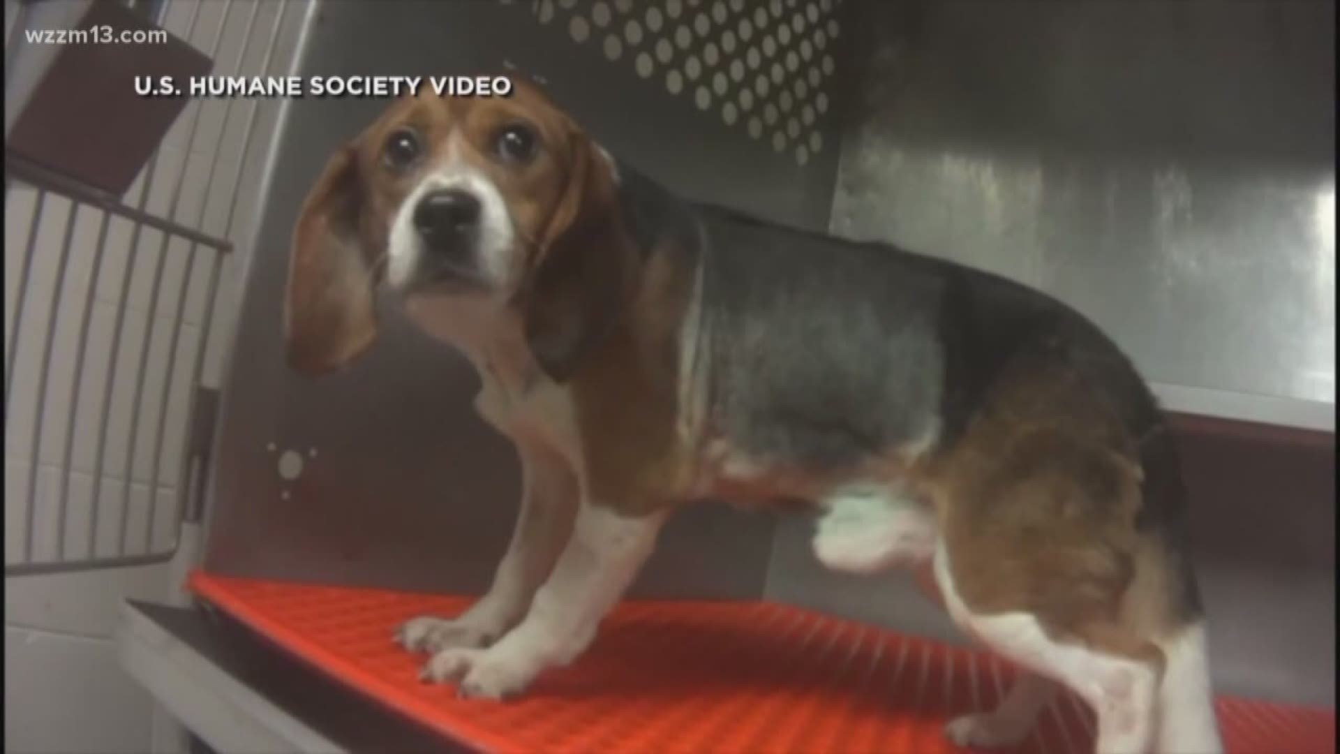 Beagles used as test subjects at Mattawan lab now in care of Michigan ...