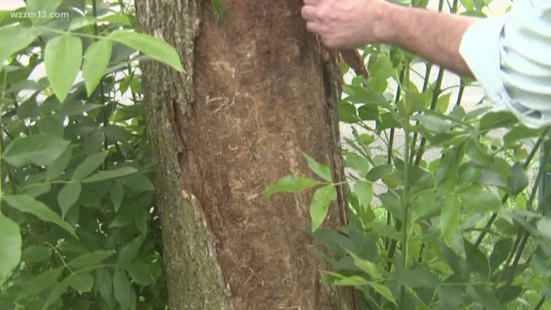 Grand Rapids trying to save dying trees