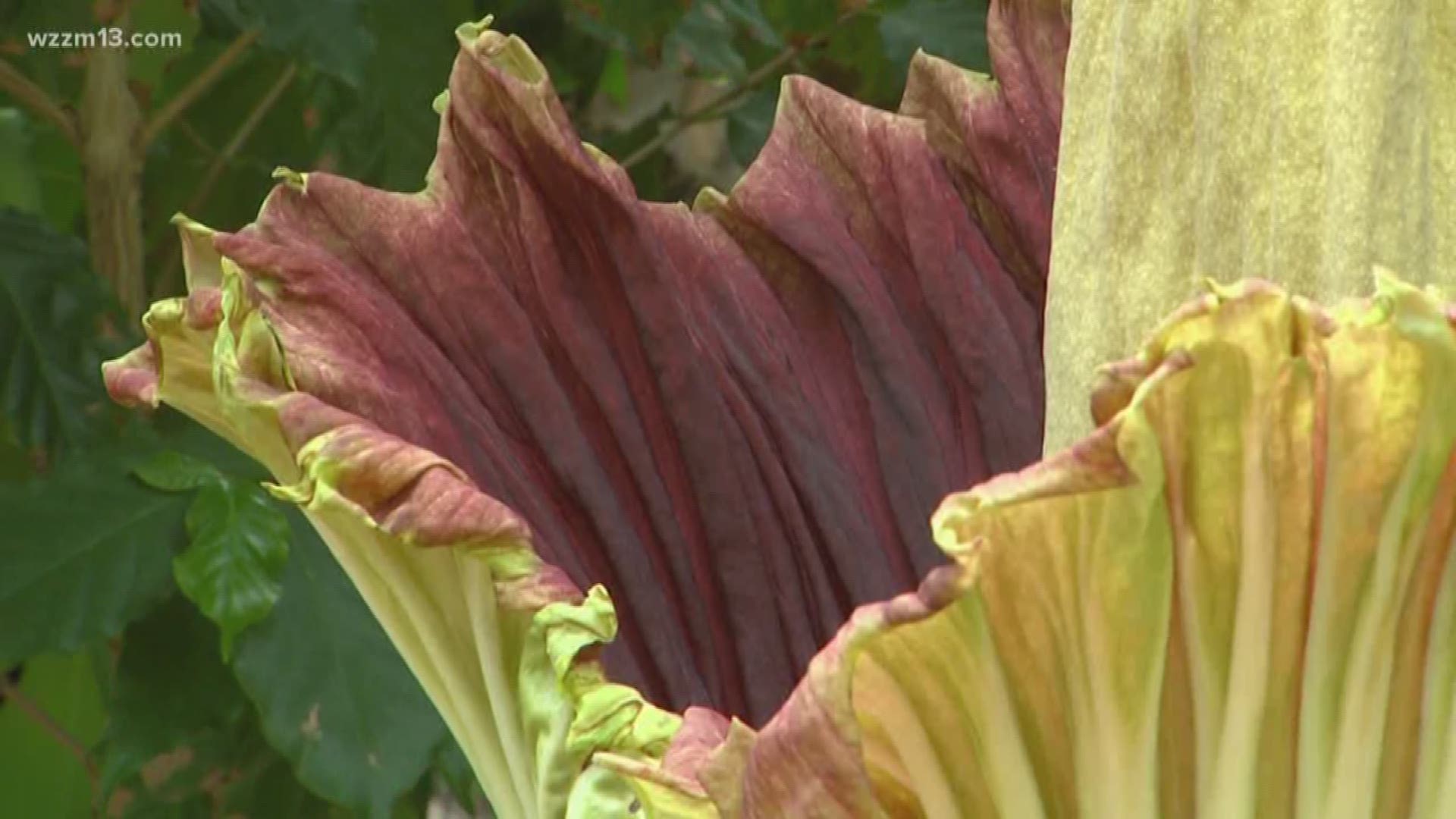 Corpse flower starts to open up at Meijer Gardens
