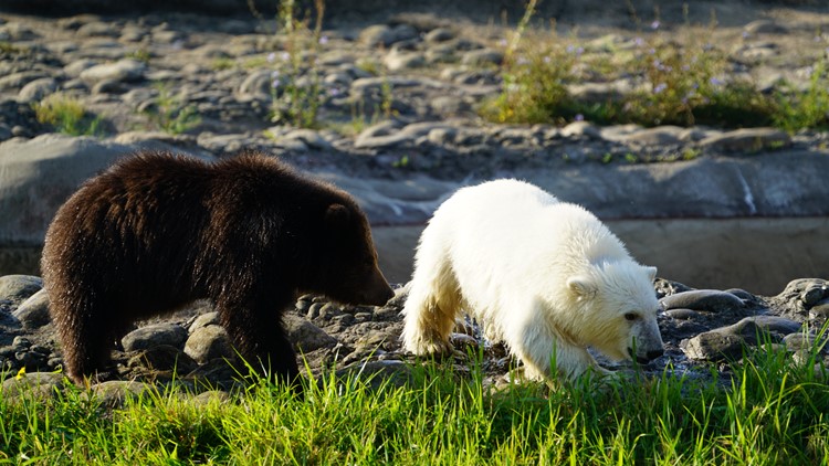 Jebbie the grizzly bear 'very happy' at wildlife sanctuary, Detroit Zoo  says 