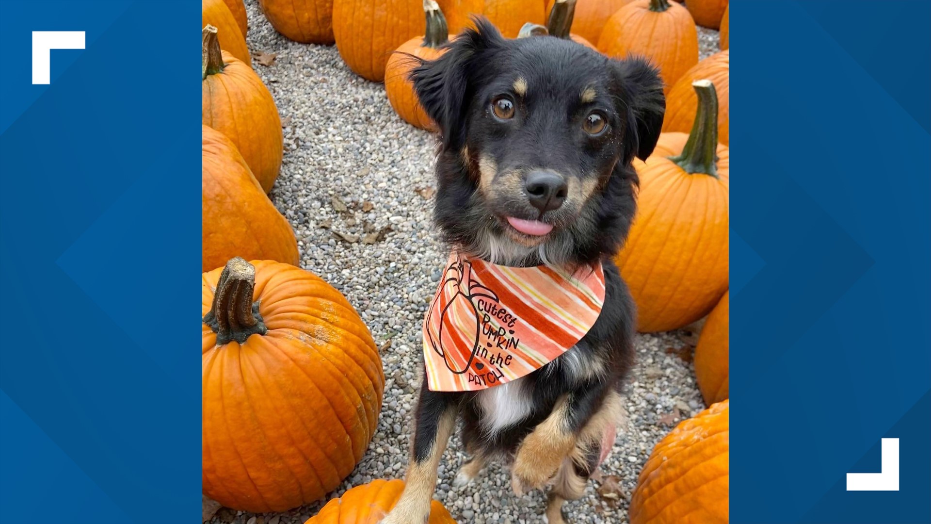 Grab your pup and head to the farm for fall fun with a great cause.