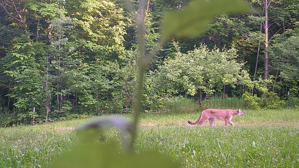 Michigan Dnr Confirms Cougar Sighting In Upper Peninsula 