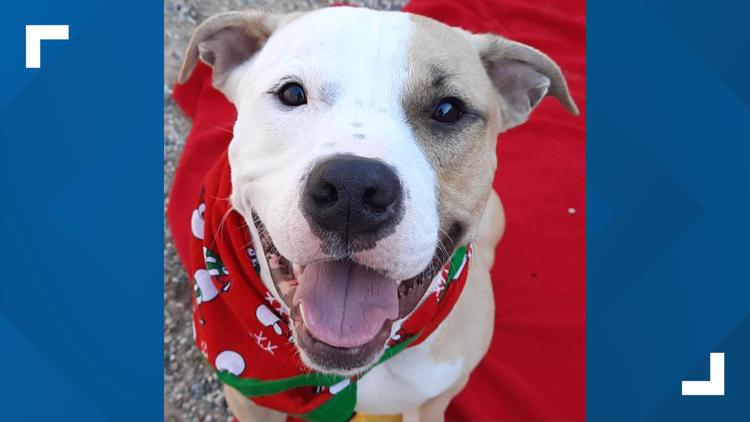 Adopt-a-pet: Meet Boston from Harbor Humane Society