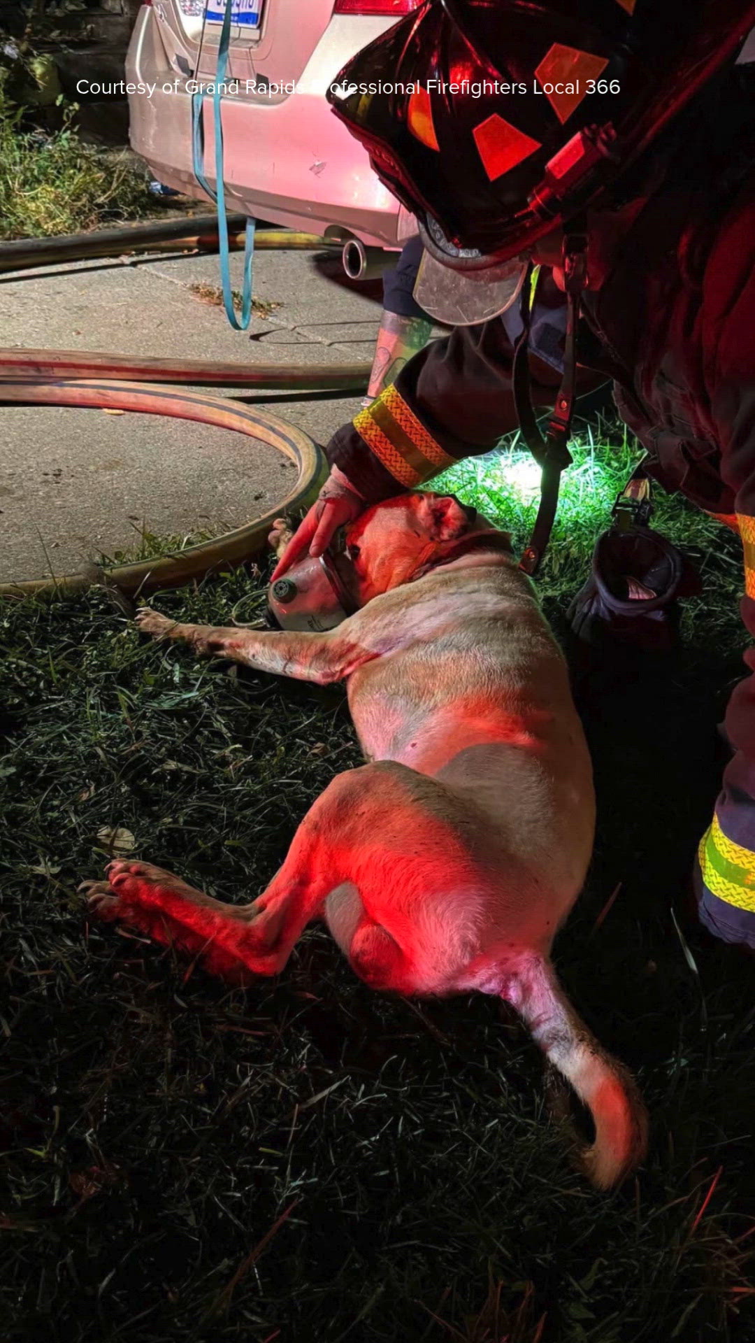 Grand Rapids firefighters save four dogs from burning building | wzzm13.com